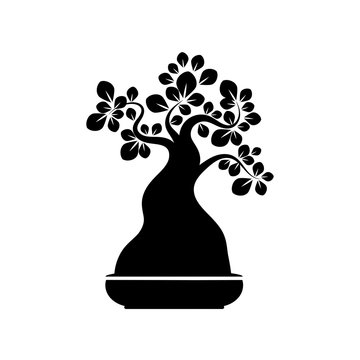 isolated banzai tree