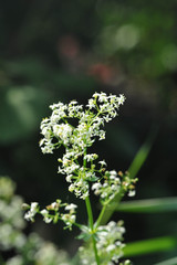 little white meadow tiptoe close-up