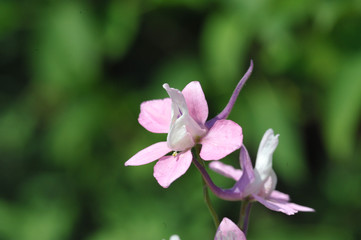 Obraz na płótnie Canvas small pink meadow flower close-up
