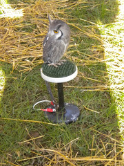 falconry
