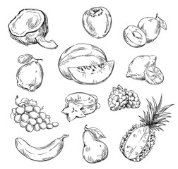 Vector drawing of various fruits