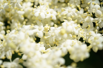 Black Elderberries flowers