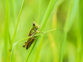 Locust Sitting On Gras