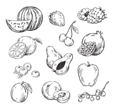 Vector drawing of various fruits