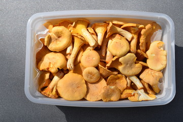 Frisch gesammelte Pfifferlinge