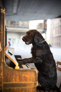 Black Mutt Dog Amy Playing The Piano.