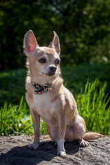 Chihuahua dog, 12 years old