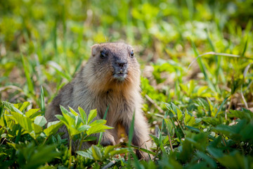 Naklejka na ściany i meble The bobak marmot cub on grass