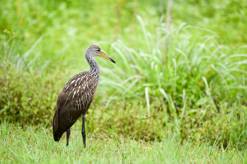 Limpkin (Aramus guarauna) taken in central Florida.