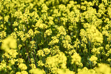 mustard field, yellow blooming mustard