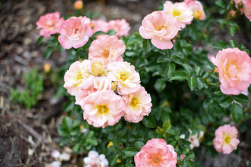 Dwarf roses. Beautiful pink miniature rose or fairy rose