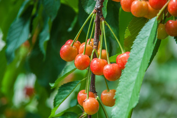 Cherries hanging on a cherry tree branch.