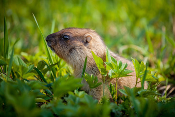 The bobak marmot cub on grass