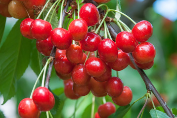 Cherries hanging on a cherry tree branch.