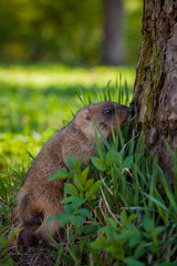 The bobak marmot cub on grass