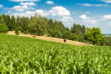 widok na górę Cisową, pole kukurydzy z pastwiskiem i górami w tle © Szymon Gryko