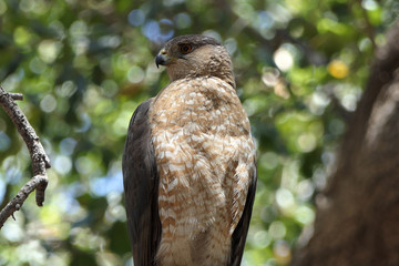 Coopers Hawk sitting in Oak Grove in Simi Valley California