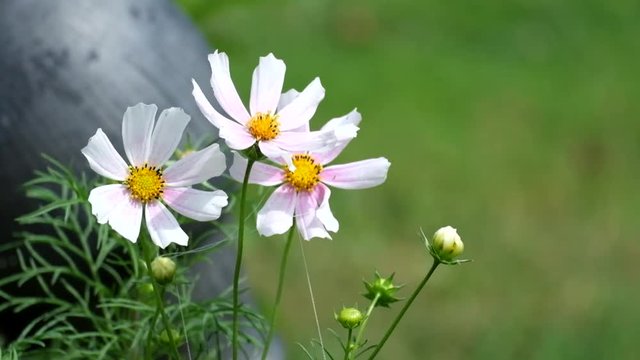 White and pink cosmos flowers fluctuate from the wind (Cosmos bipinnatus)