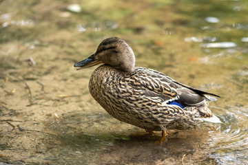 Brown female duck standing on the strand