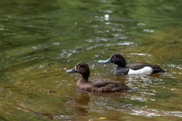 Pair of duck of different breeds is swimming together in the pond