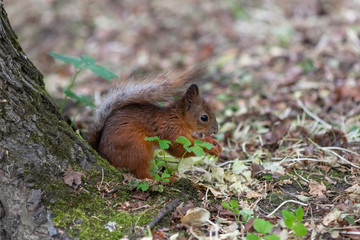 Brown squirrel is eating nut and sitting in the grass
