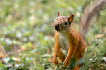 Naklejka na ściany i meble Red squirrel with dirty nose is working in the earth