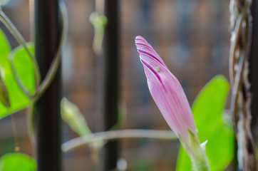 Obraz premium Close up of bindweed flower with closed blossom