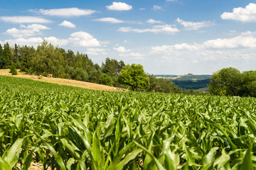 widok na górę Cisową, pole kukurydzy z pastwiskiem i górami w tle - obrazy, fototapety, plakaty