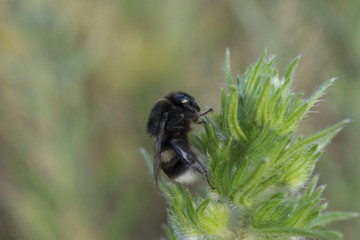 Bumblebee on field flower macro