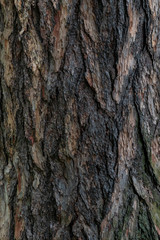 Brown bark of tree texture background