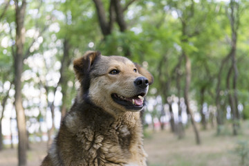 portrait of a smiling dog in the nature