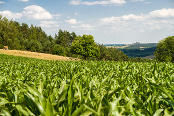 widok na górę Cisową, pole kukurydzy z pastwiskiem i górami w tle
