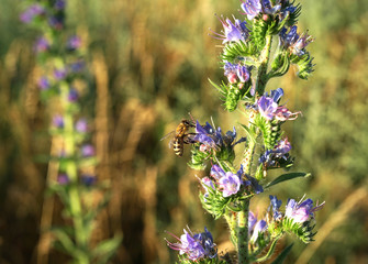 bee on the field flower