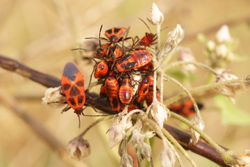 pretty company of orange beetles on a field flower