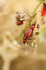 pretty company of orange beetles on a field flower