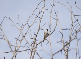 birds on thorny branches