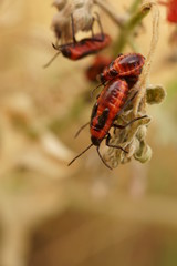 pretty company of orange beetles on a field flower