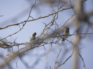 birds on thorny branches