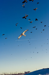 Huge crows flock persecution a Northern Goshawk