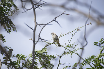 birds on thorny branches