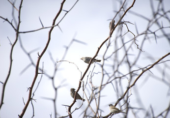 Fototapeta na wymiar birds on thorny branches