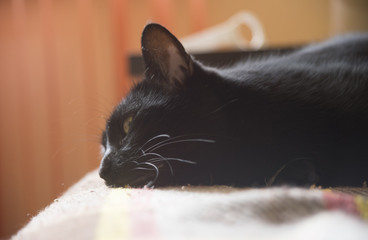 black cat with white mustache