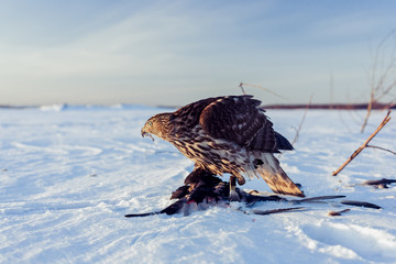 Northern Goshawk catch a pigeon