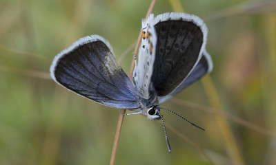 moth with blue wings macro