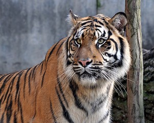 detail view, animal tigers