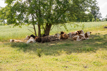 Krowy odpoczywające w cieniu pod drzewem