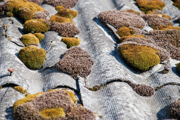 Green moss and algae on slate roof tiles.