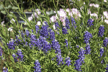 Texas Bluebonnet wildflowers with pink Evening Primrose behind them