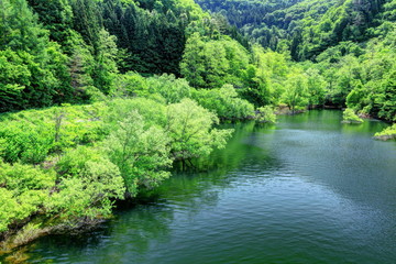 新緑の虹の湖