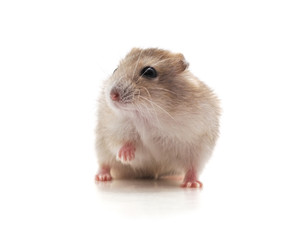 White little hamster.